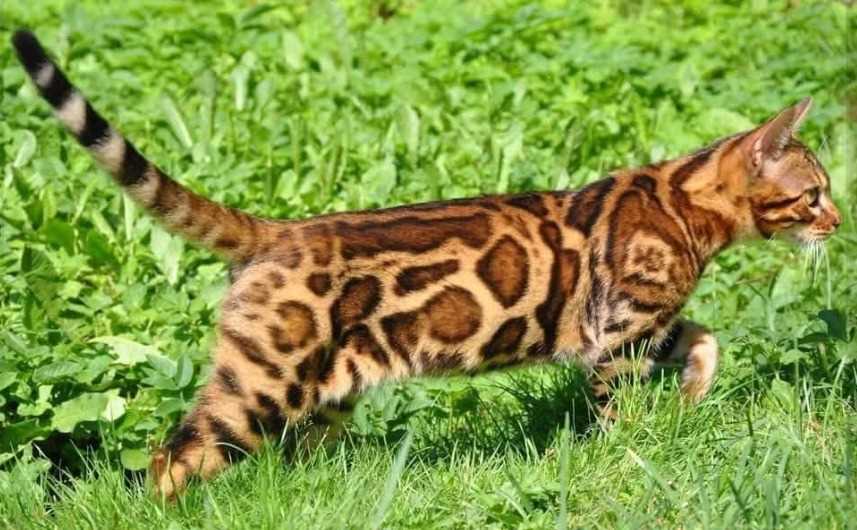 Bengal For Sale In Kochi