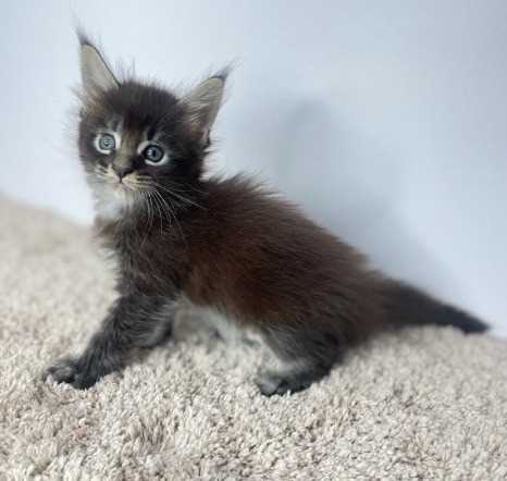 Maine Coon For Sale In Nagpur