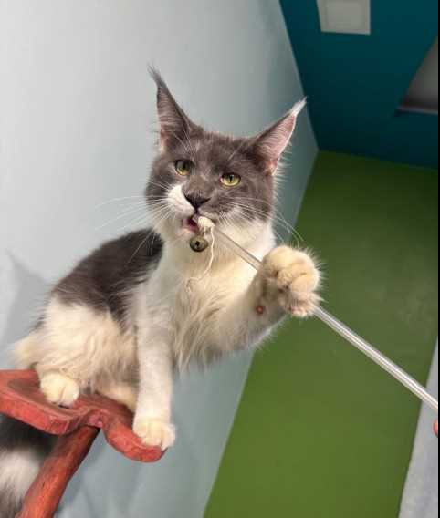 Maine Coon For Sale In Nagpur