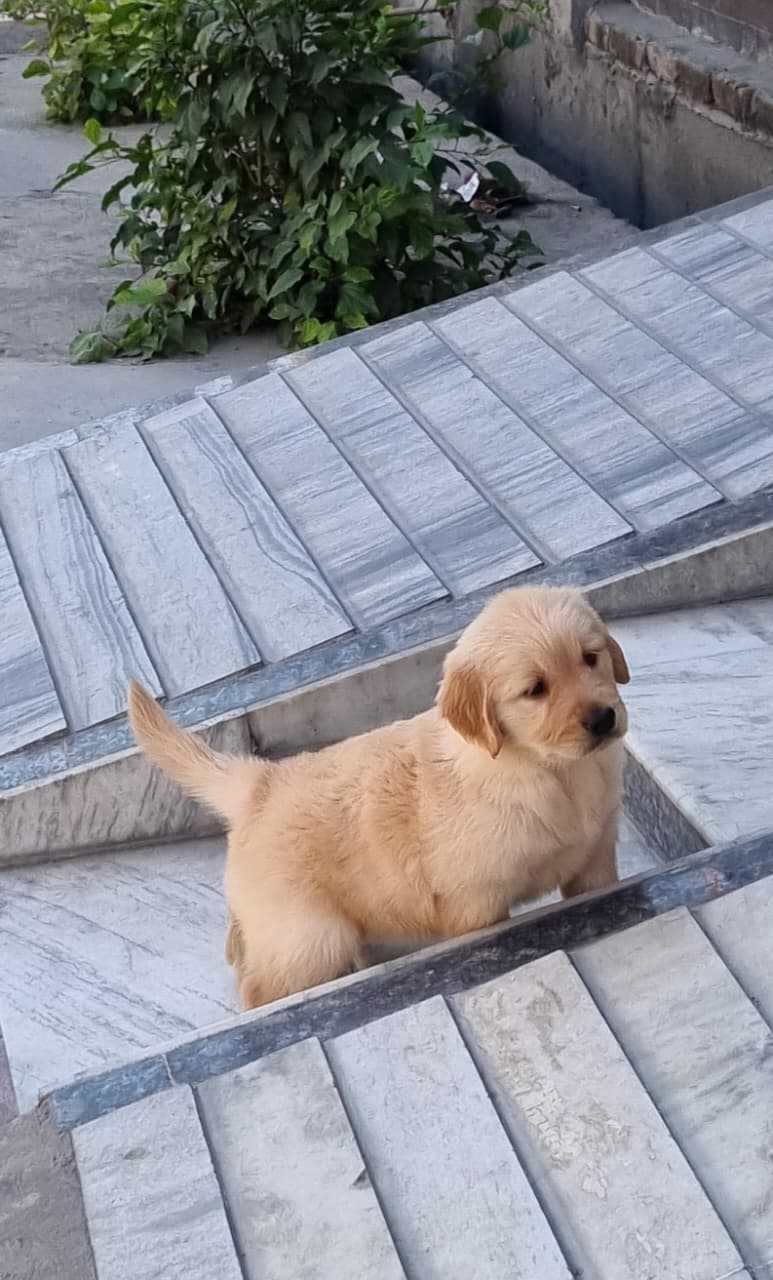Golden Retriever For Sale In Bhiwani