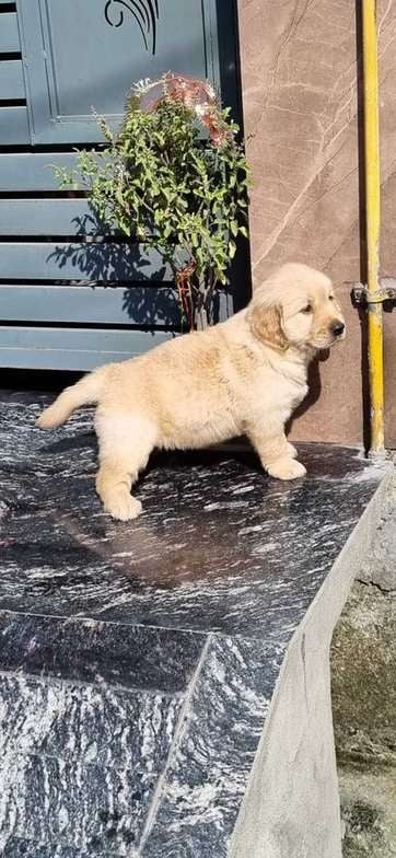 Golden Retriever For Sale In Bhiwani