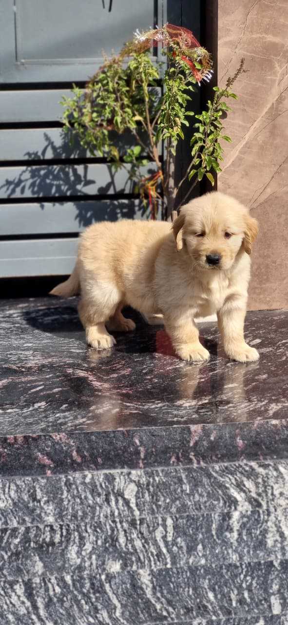 Golden Retriever For Sale In Bhiwani
