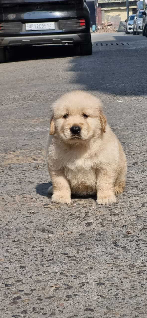 Golden Retriever For Sale In Bhiwani
