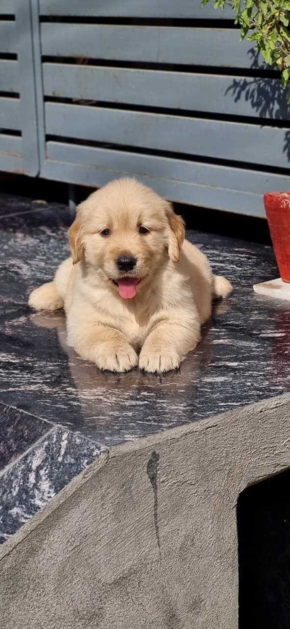 Golden Retriever For Sale In Bhiwani