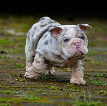 English Bulldog For Sale In Bijapur