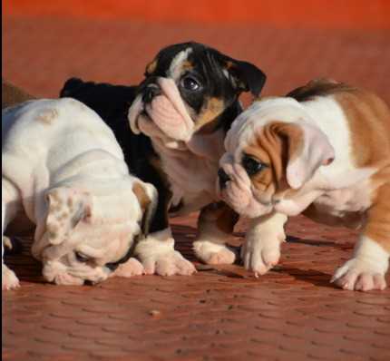 English Bulldog For Sale In Bijapur