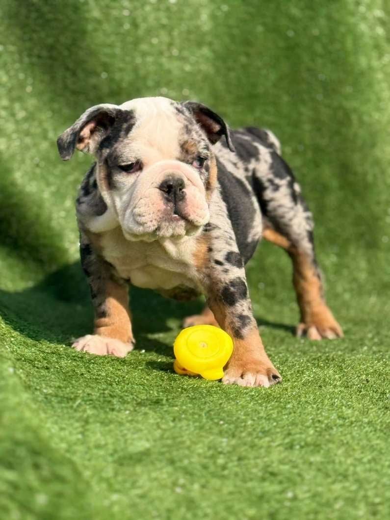 English Bulldog For Sale In Bijapur