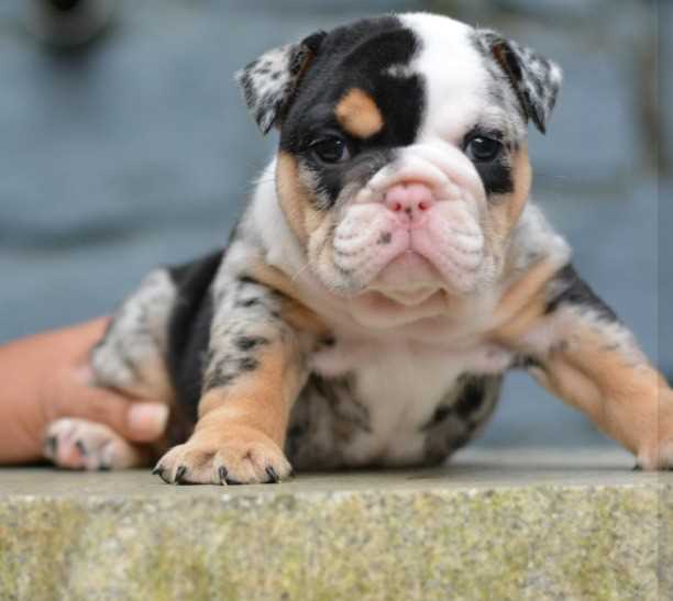 English Bulldog For Sale In Bijapur