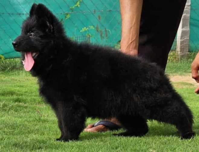 German Shepherd For Sale In Kanyakumari