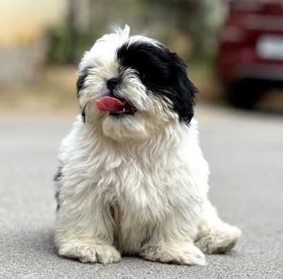 Shih Tzu For Sale In Ongole