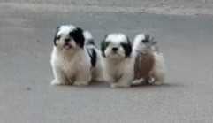 Shih Tzu For Sale In Ongole