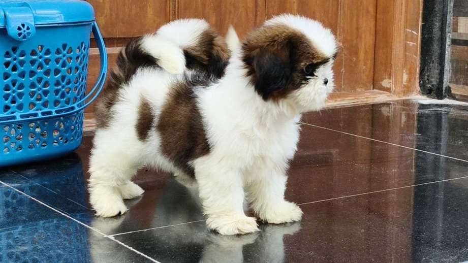 Shih Tzu For Sale In Ongole