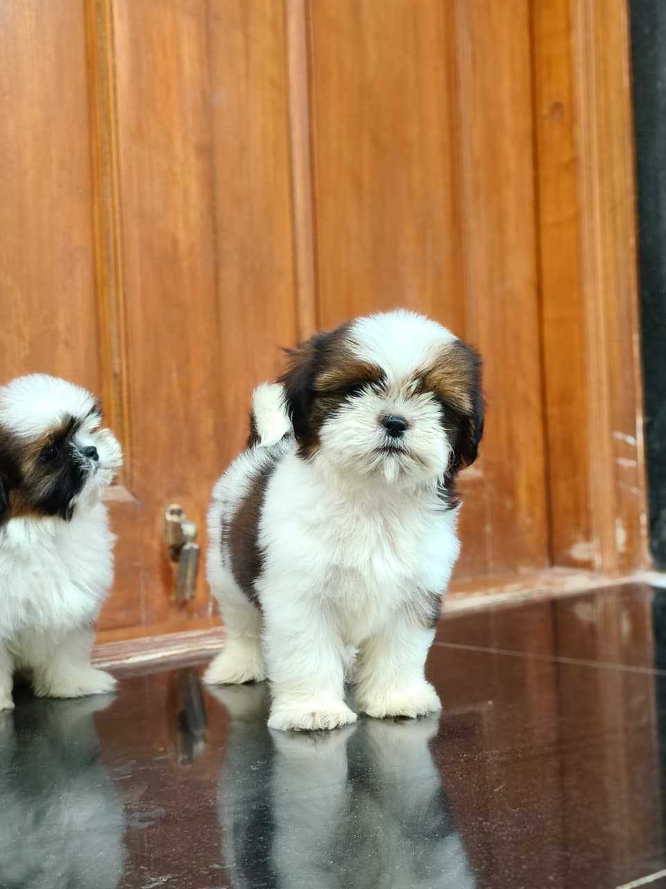Shih Tzu For Sale In Ongole
