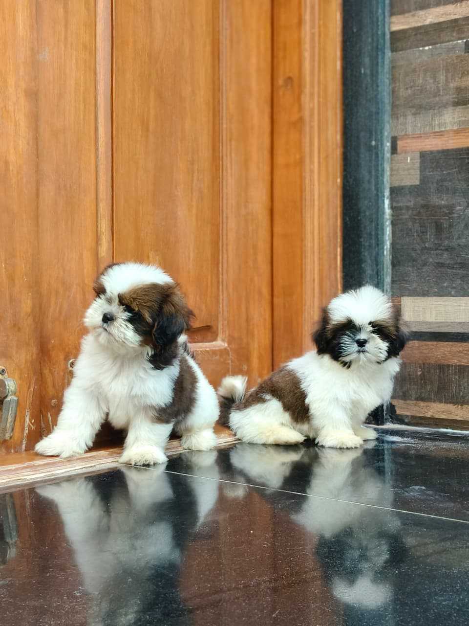 Shih Tzu For Sale In Ongole