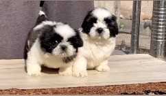 Shih Tzu For Sale In Ongole