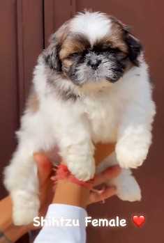 Shih Tzu For Sale In Ongole