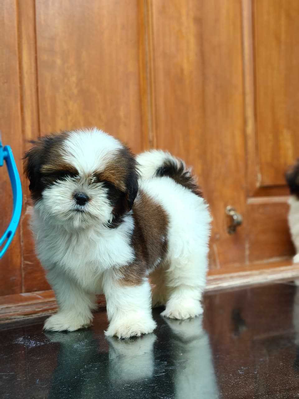 Shih Tzu For Sale In Ongole