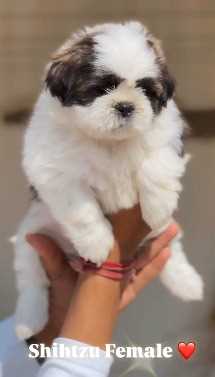 Shih Tzu For Sale In Ongole