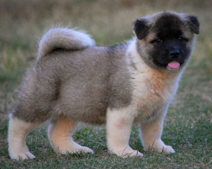 Akita For Sale In Pune