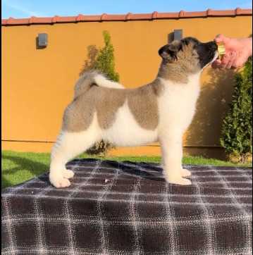 Akita For Sale In Pune