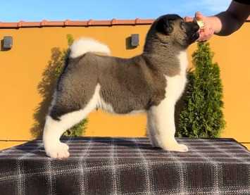 Akita For Sale In Pune