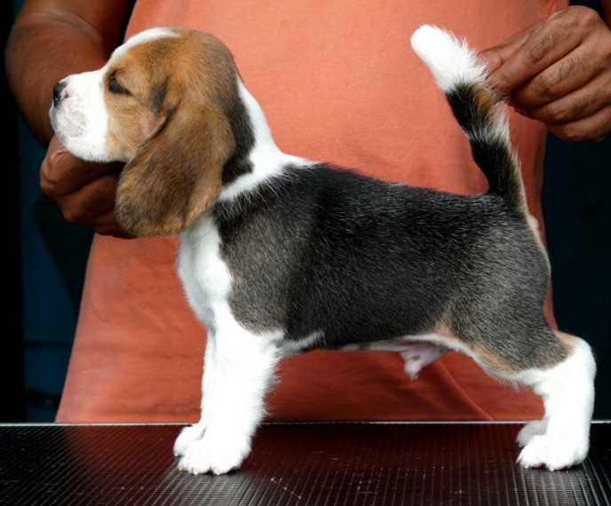 Beagle For Sale In Ujjain