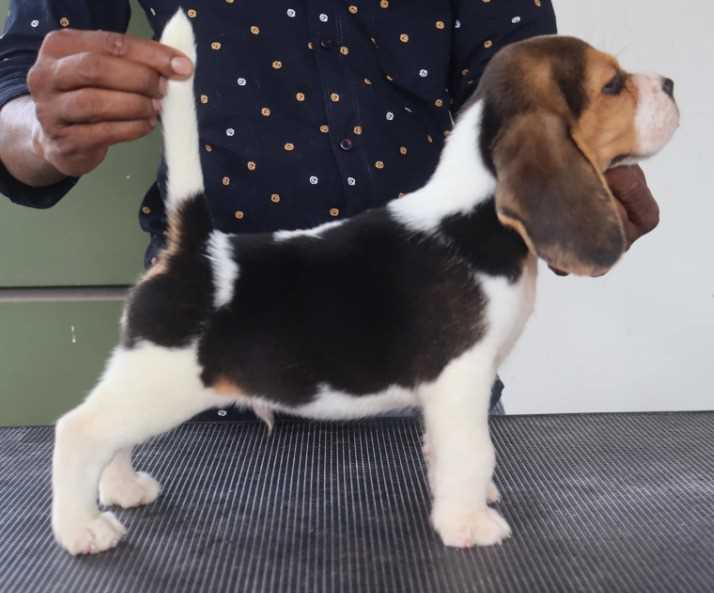 Beagle For Sale In Ujjain