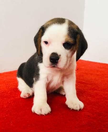 Beagle For Sale In Ujjain