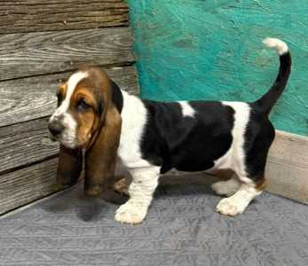 Basset Hound For Sale In Bangalore