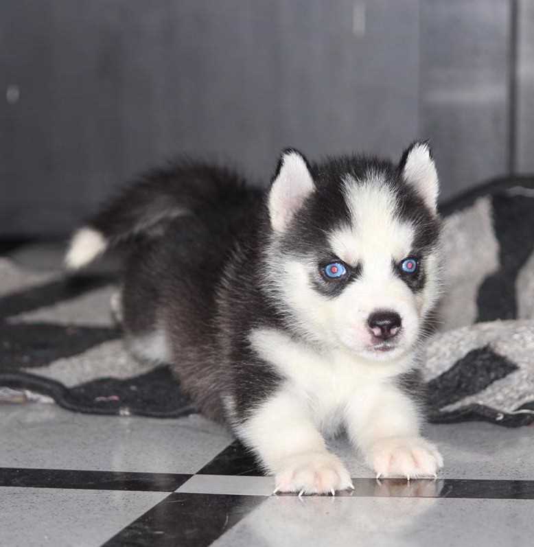 Siberian Husky For Sale In Aurangabad MH