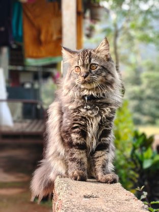 Maine Coon For Sale In Pune
