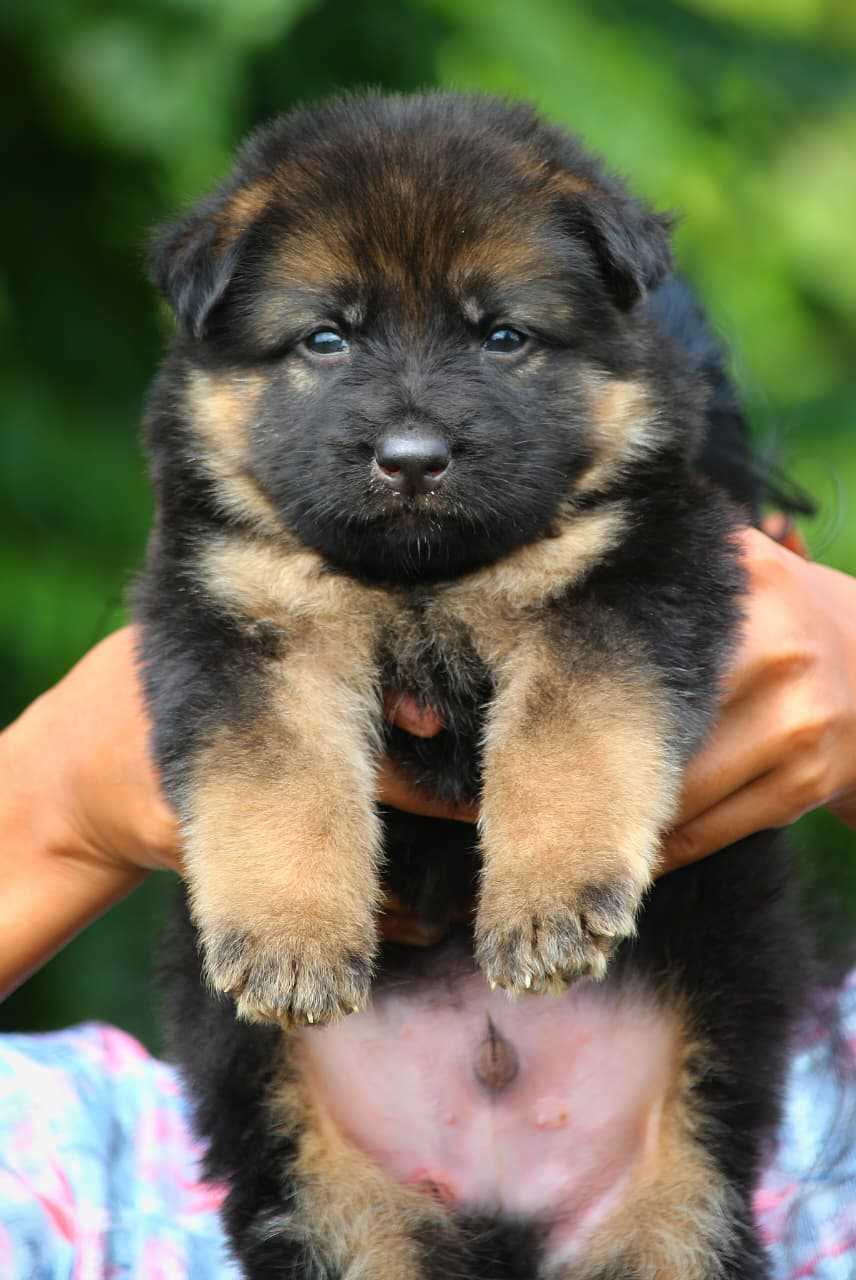 German Shepherd For Sale In Hoshiarpur