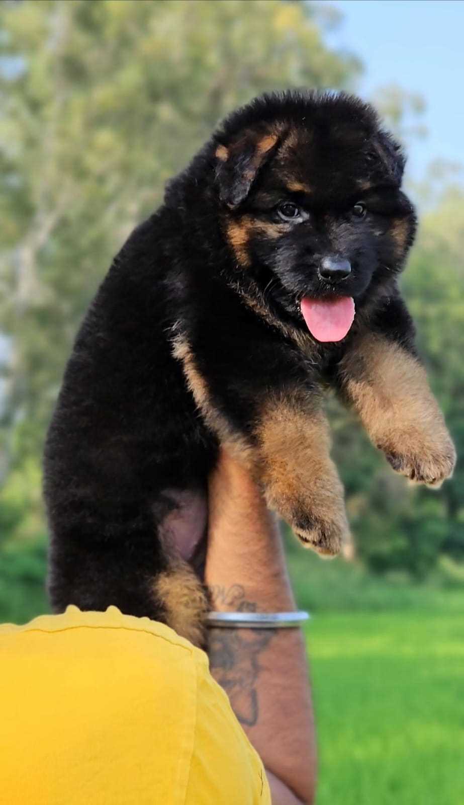 German Shepherd For Sale In Hoshiarpur