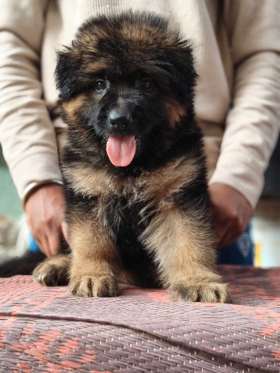 German Shepherd For Sale In Hoshiarpur
