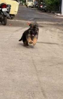 German Shepherd For Sale In Hoshiarpur