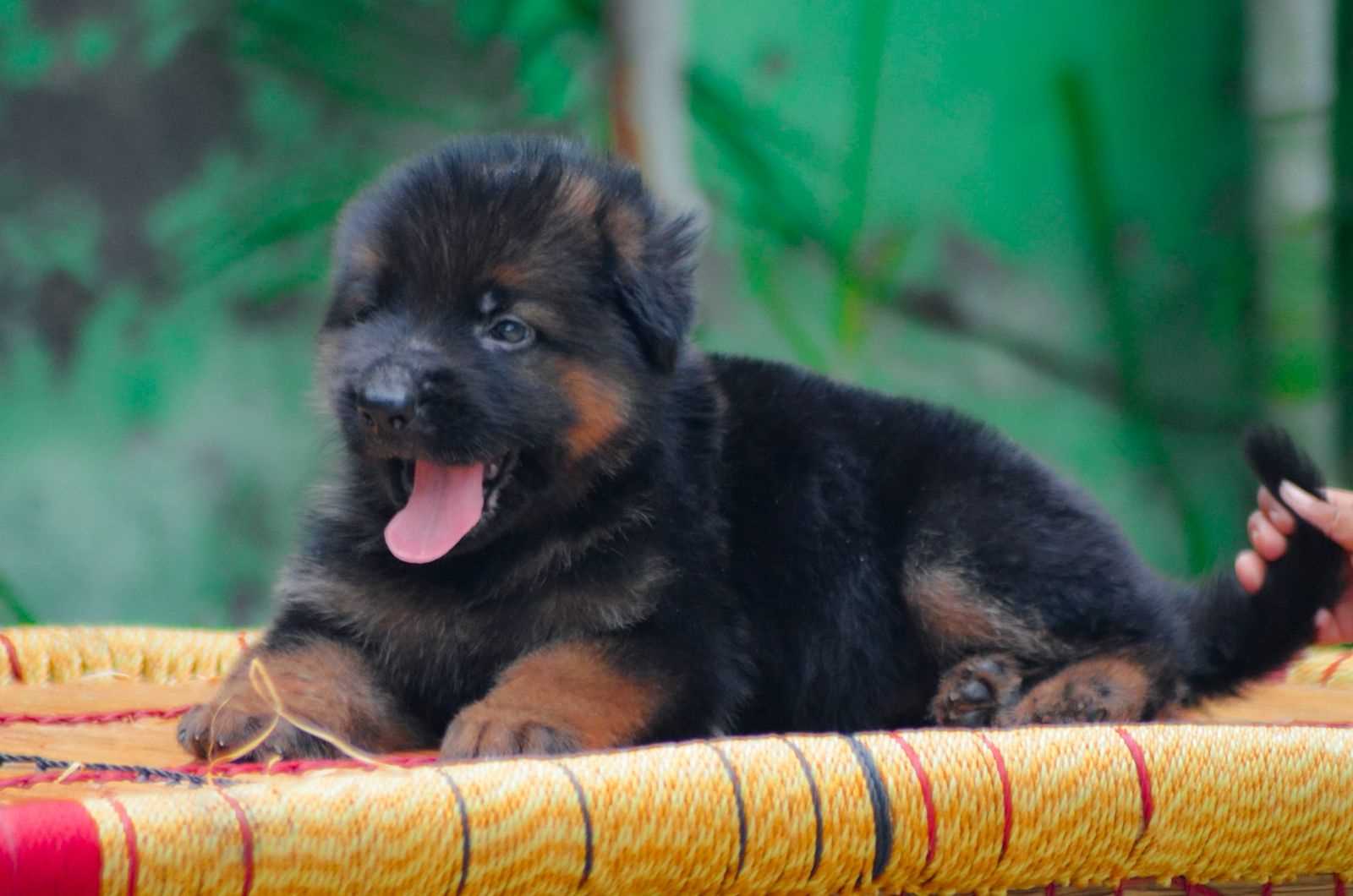 German Shepherd For Sale In Hoshiarpur