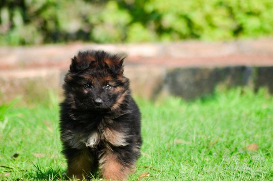 German Shepherd For Sale In Hoshiarpur