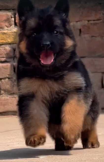 German Shepherd For Sale In Hoshiarpur