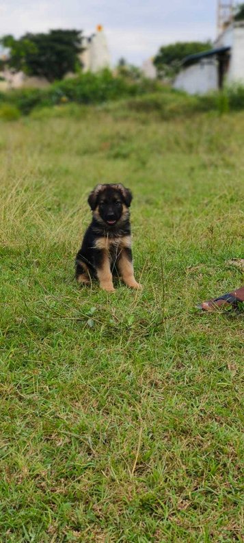 German Shepherd For Sale In Hoshiarpur