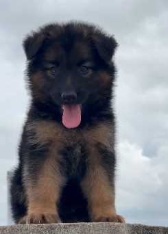 German Shepherd For Sale In Hoshiarpur