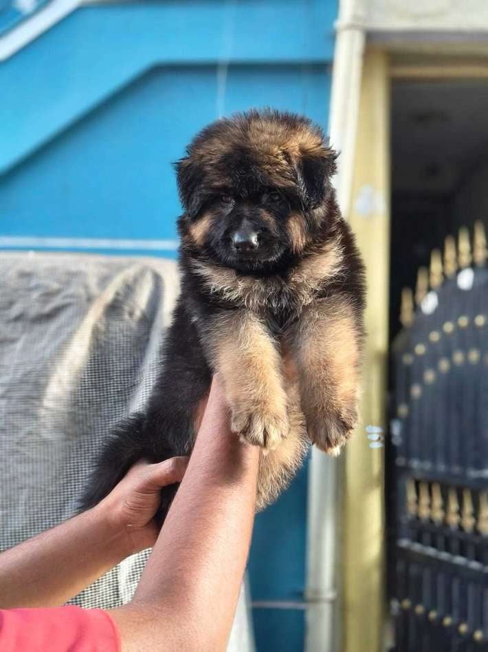 German Shepherd For Sale In Muzaffarpur