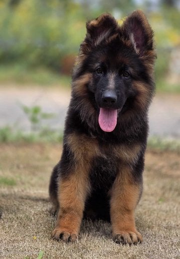 German Shepherd For Sale In Muzaffarpur