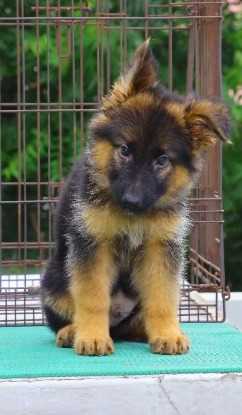 German Shepherd For Sale In Muzaffarpur