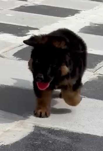 German Shepherd For Sale In Muzaffarpur