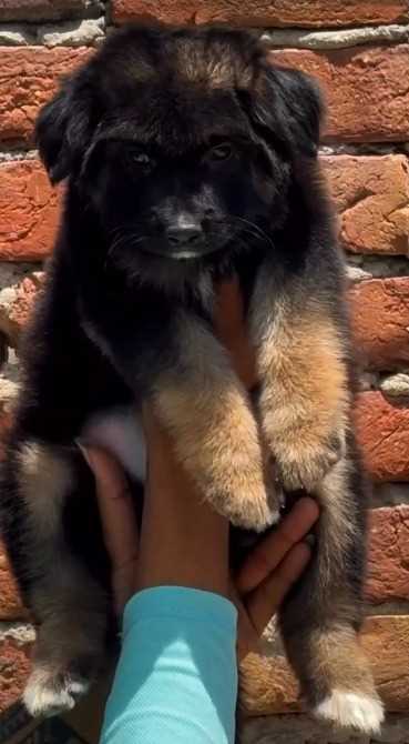 German Shepherd For Sale In Muzaffarpur