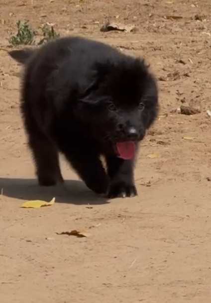 German Shepherd For Sale In Alwar