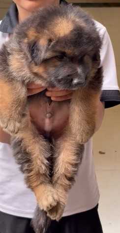 German Shepherd For Sale In Alwar
