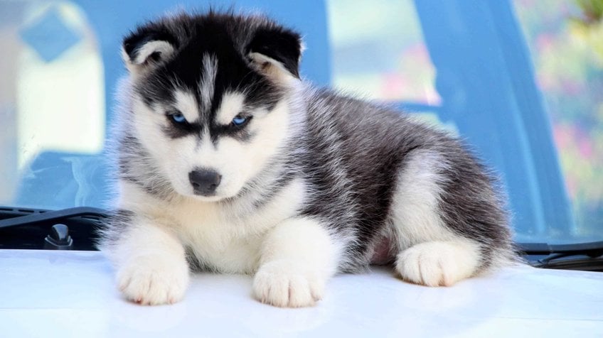 Siberian Husky For Sale In Varanasi