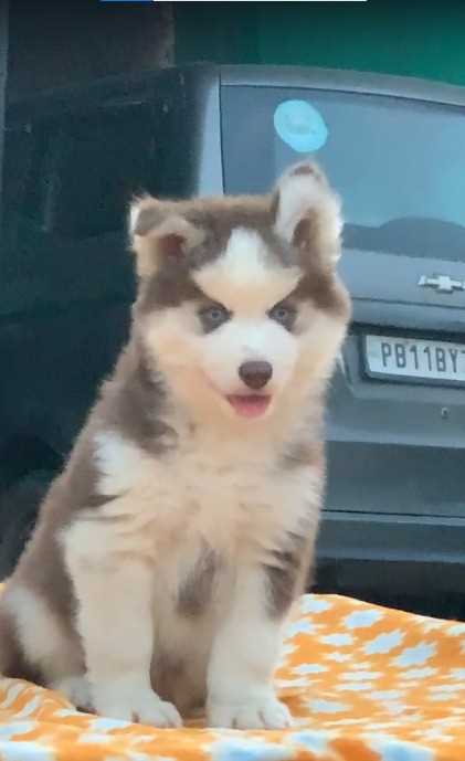 Siberian Husky For Sale In Varanasi