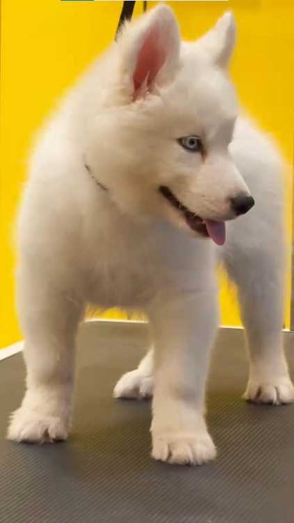 Siberian Husky For Sale In Varanasi